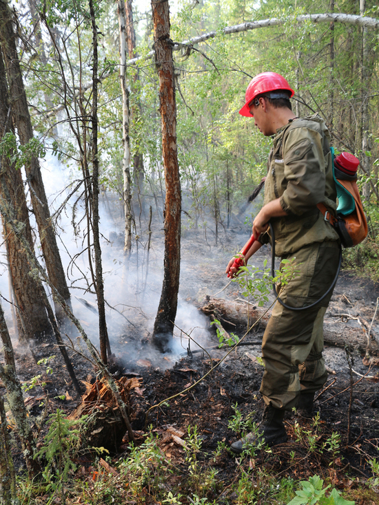В России зафиксировано сокращение площади лесных пожаров