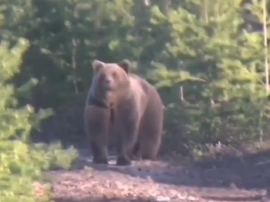 Рыбаки повстречали огромного медведя под Новым Уренгоем