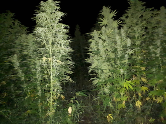 Тамбовчанин попался на личной плантации марихуаны