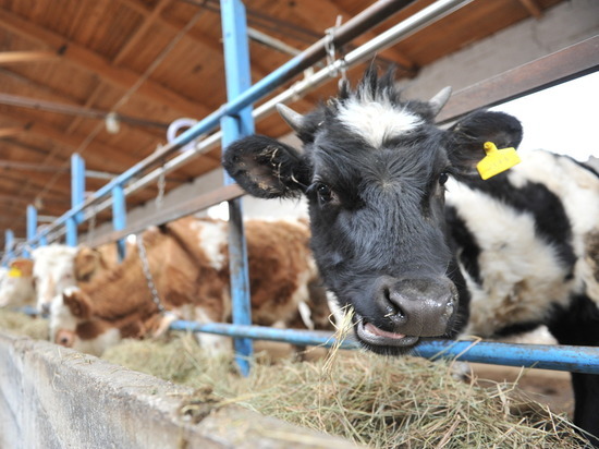 Коровы и трава заставили астраханца пойти на преступление