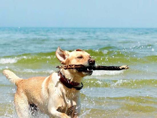 Опасные водоросли: собаки гибнут от купания в водоемах