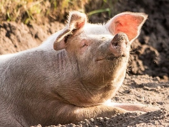Забайкальцев предупредили об угрозе заноса в край африканской чумы свиней