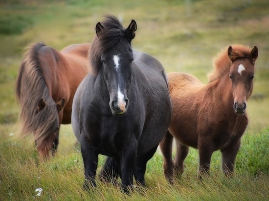 Табун лошадей стоимостью более 1 млн рублей украли в Забайкалье