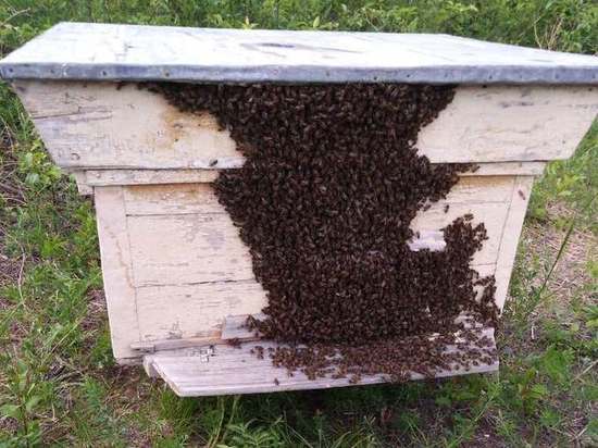 Пчеловодство в Забайкалье не развивается из-за перекупщиков