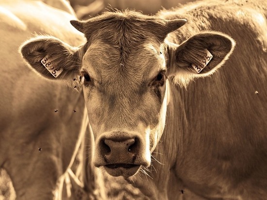 Карантин введён в Хара-Бырке из-за опасного заболевания у коров
