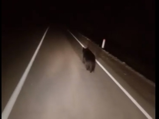 Медвежонок выбежал на дорогу в Могочинском районе Забайкалья