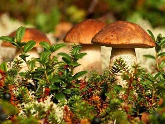 В Хабаровском крае ищут пенсионерку, ушедшую в лес за грибами