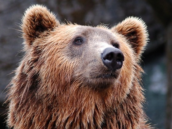 В Якутии женщина криком прогнала напавшего на неё медведя