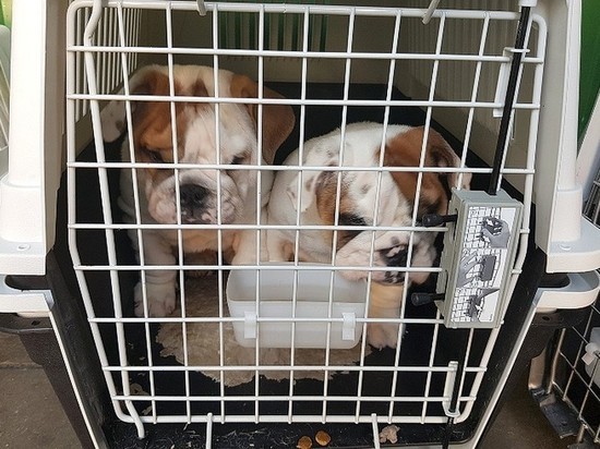 В Брянске задержали 16 нелегальных щенков бульдога