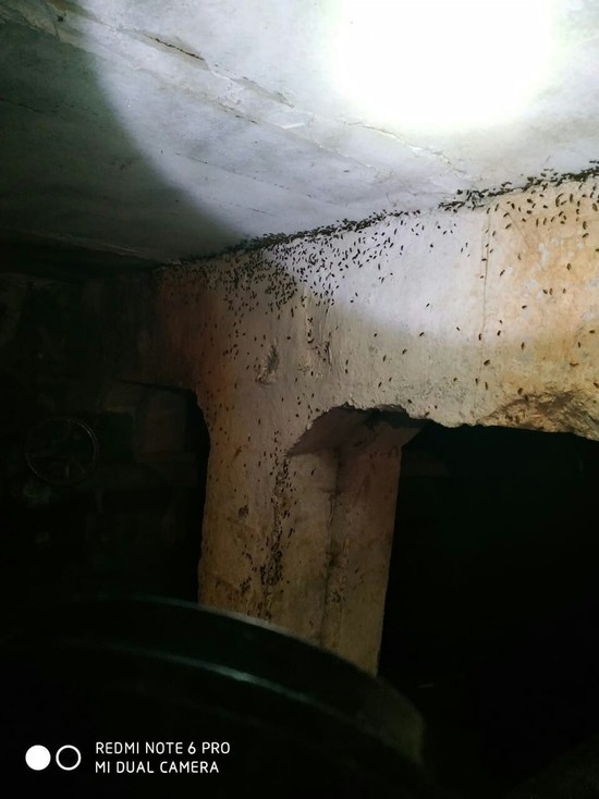 Житель Надыма обнаружил полчища тараканов в подвале дома