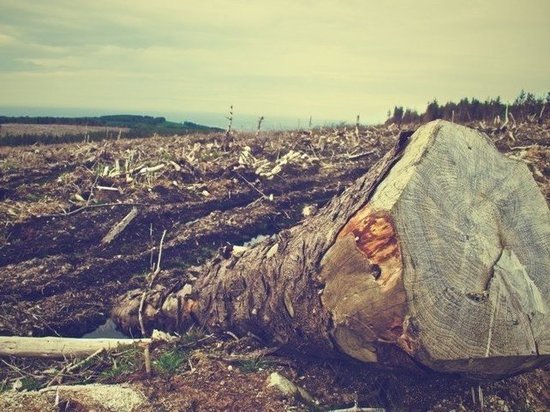 В Ноябрьске ищут виновных в незаконной вырубке леса