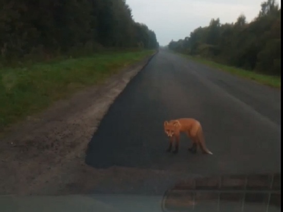 В Ярославской области семейство лис блокирует движение