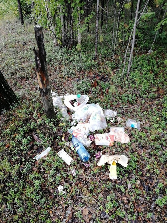 Отдыхающие завалили мусором лес у родника в Ноябрьске
