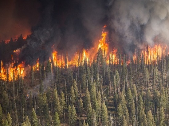 Площадь лесных пожаров в Забайкалье снова увеличилась