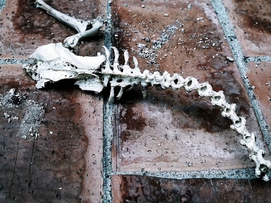 Медэксперты установили возраст обнаруженных в Заринске скелеты