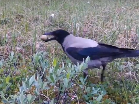 Вороны разоряют гнезда других птиц в тундре Ямала