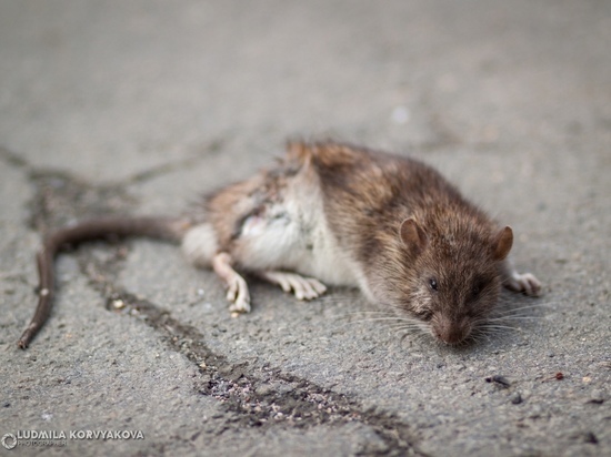 15 районов Петрозаводска обработали от крыс