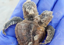 Представители американской организации, занимающейся охраной черепах, заметили на побережье города  Хилтон-Хед-Айленд в Южной Каролине животное с двумя головами