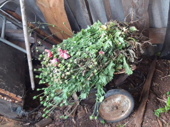 Житель Чувашии запас почти 800 граммов маковой соломки