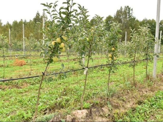 В Брянской области высадили 420 тысяч яблочных саженцев