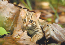 Свое название ржавые кошки получили за необычный окрас