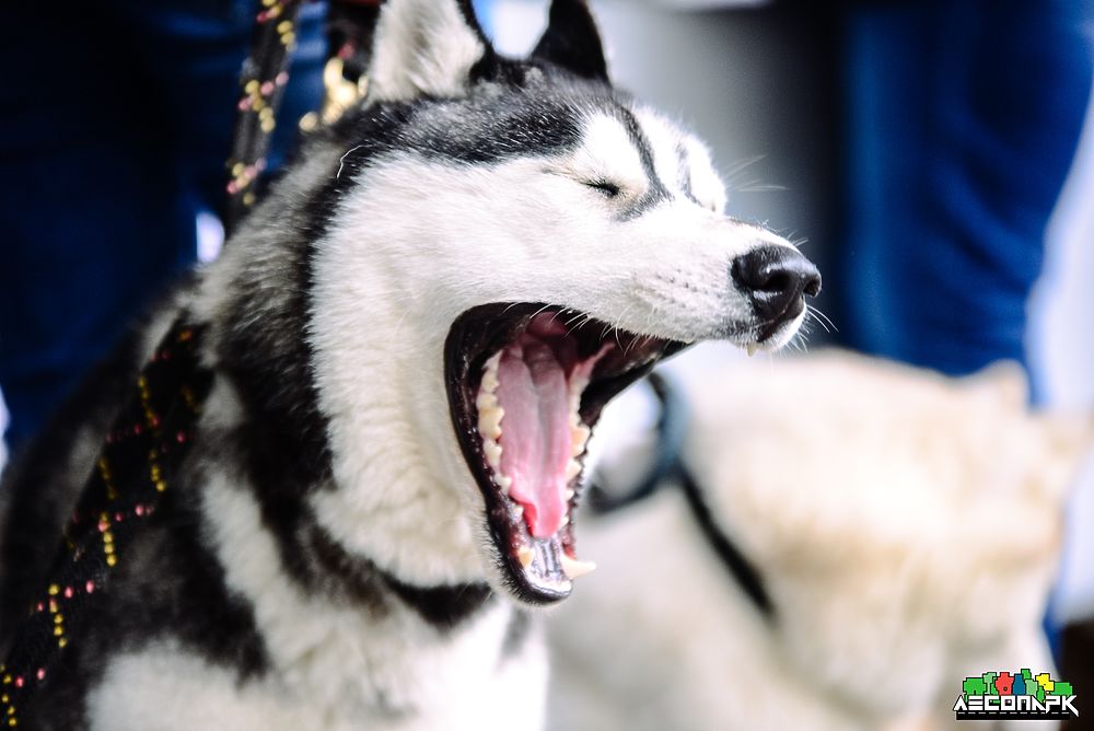 В рязанском Лесопарке прошла региональная выставка собак всех пород