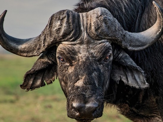 Новосибирский облсуд оставил в силе приговор хозяину быка-убийцы