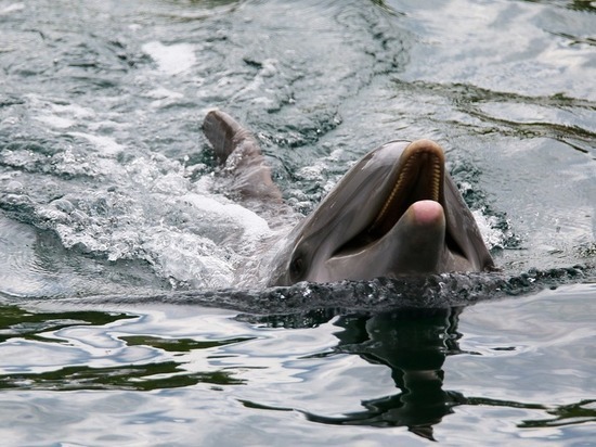 Специалисты сочинского центра «Дельфа» проведут тренинги по спасению дельфинов