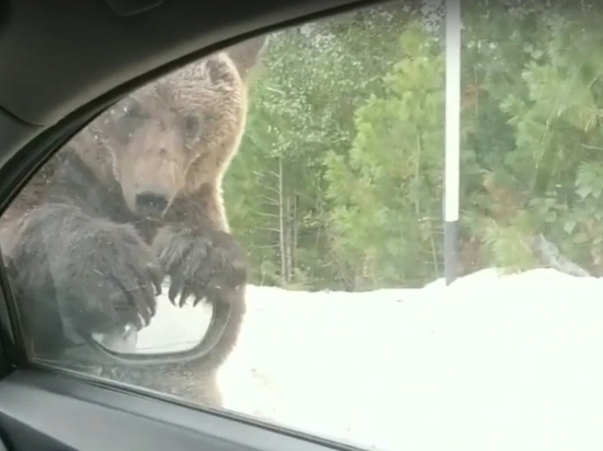 Медведь чуть не оторвал зеркало у машины под Губкинским