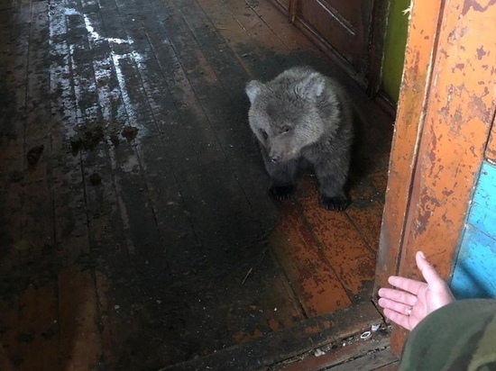 Спасенному мурманскими полицейскими медвежонку нужна еда