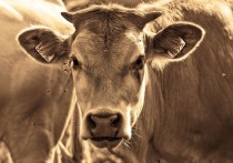 В деревне Вилья-Ана в северной аргентинской провинции Санта-Фе у фермеров родился теленок-мутант с лицом