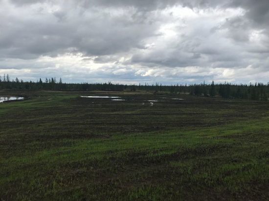 В ЯНАО «Транснефть-Сибирь» восстановила лес по требованию прокуратуры