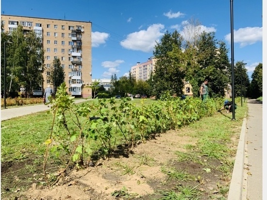 В Смоленске продолжается высадка деревьев и кустарника