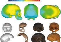 Группа ученых из Франции и Кении составила виртуальную модель черепа предполагаемого предка всех современных людей, а также определила, в какой части африканского континента этот предок с наибольшей вероятностью мог обитать