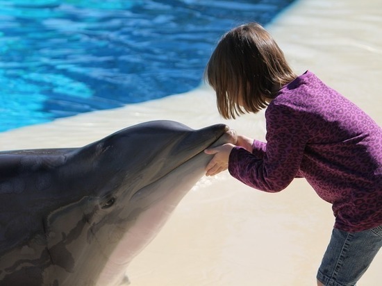 Сочинский центр «Дельфа» открыл горячую линию для помощи дельфинам
