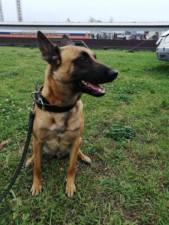 Полицейская собака нашла потерявшегося в Петербурге школьника