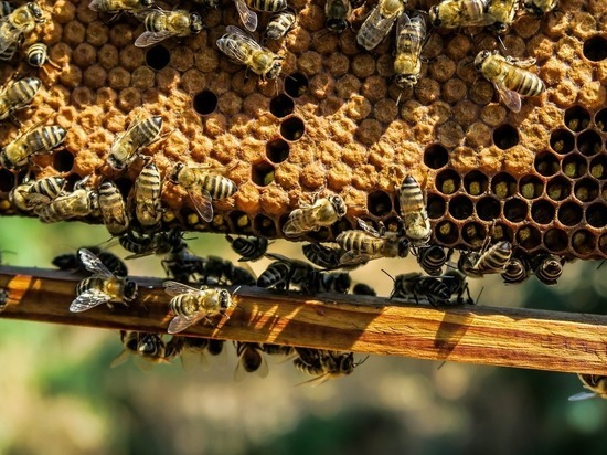 Поспел новый сбор меда, но нынешний урожай не радует пчеловодов.