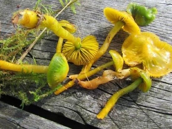 На Онежском полуострове нашли странные грибы