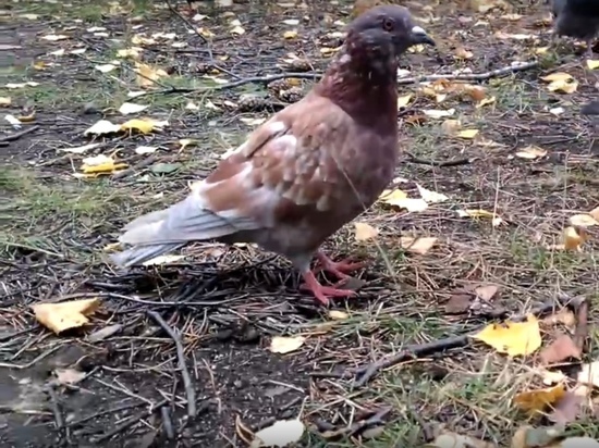 Стаи голубей «преследуют» жителей Ноябрьска
