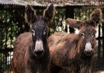 Две ослицы редкого вида Пуату прибыли в столичный зоопарк из Чехии