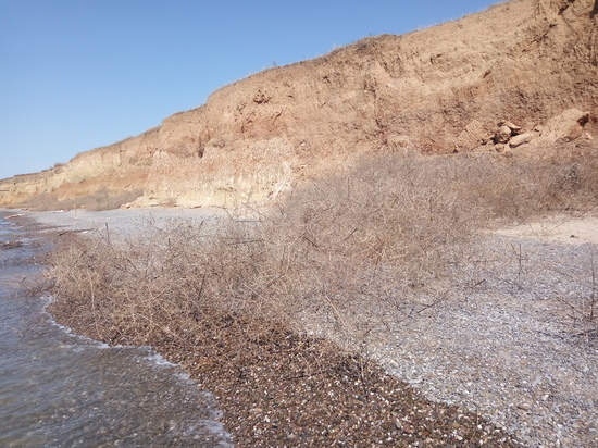 Пляж в Николаевке завалило колючими растениями