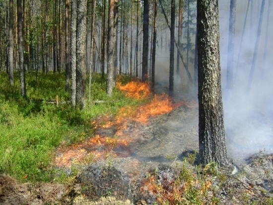 Лесной пожар под Новороссийском тушили 18 часов