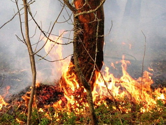 С начала года в Воронежской области лесные пожары накрыли 46 гектаров