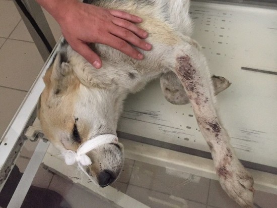 В Рязани неизвестные расстреляли собаку