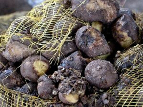 Трое южноуральцев погибли, отравившись парами гниющего картофеля