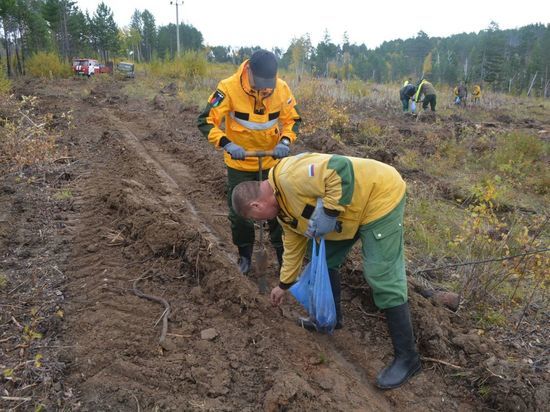 Чиновники, школьники и добровольцы высадили 24 тысячи деревьев под Читой