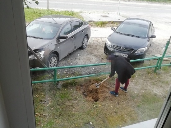 Жителя Ноябрьска возмутил закопанный под его окнами труп кота