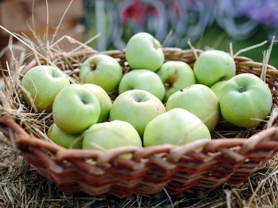 В Липецкой области соберут урожай Антоновский яблок