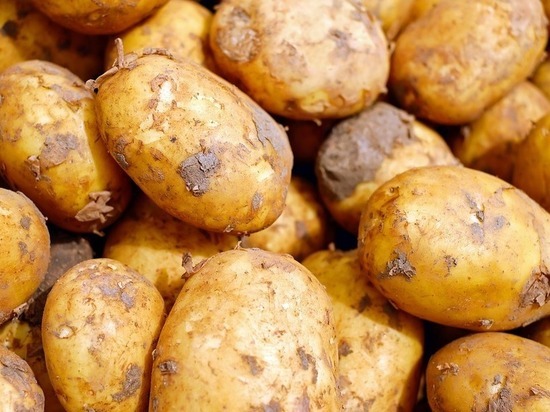 Урожай картофеля на Колыме из-за паводков будет меньше обычного