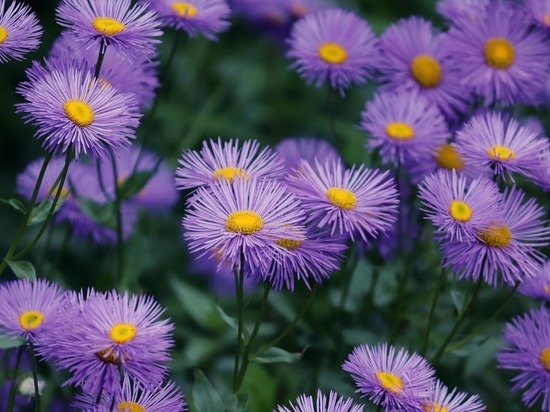 Какая погода ждет смолян в понедельник